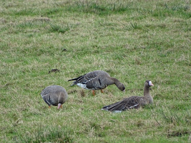 球队积累了 球队积累了