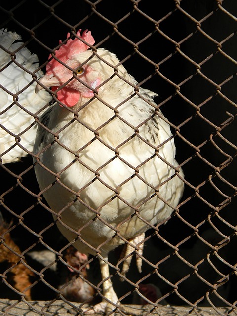 霍兰德26分麦科勒姆空砍40+5+7 活塞赛季双杀鹈鹕.